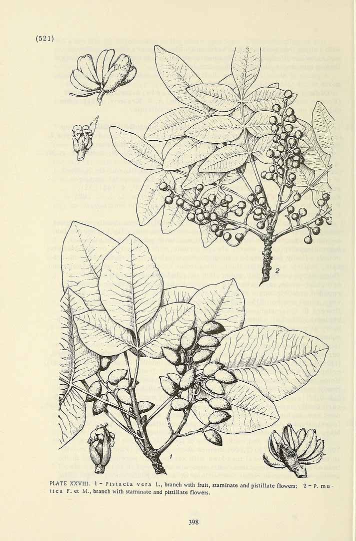 Illustration Pistacia atlantica, Par Komarov (Komorov), V.L., Flora of the U.S.S.R. (1934-1964) Fl. URSS vol. 14 t. 28	p. 521 f. 2 , via plantillustrations 
