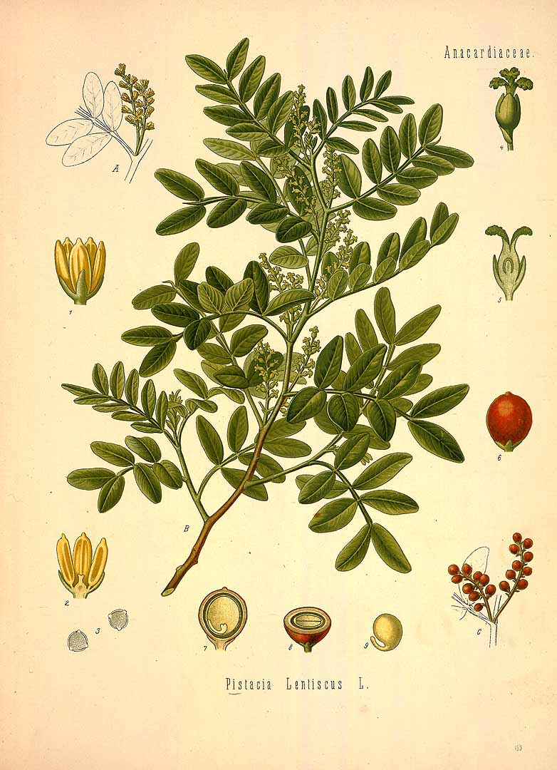 Illustration Pistacia lentiscus, Par Ko&#776;hler, F.E., Ko&#776;hler?s Medizinal Pflanzen (1883-1914) Med.-Pfl. vol. 2 (1890) t. 130, via plantillustrations 