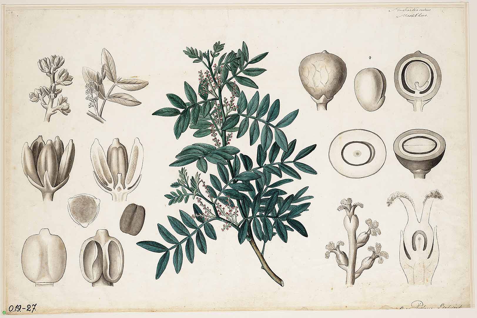Illustration Pistacia lentiscus, Par Botanische wandplaten, via plantillustrations 