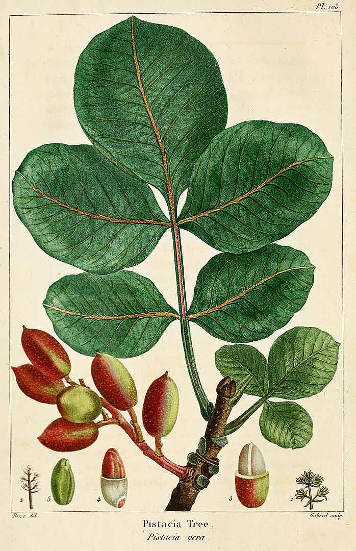Illustration Pistacia vera, Par Michaux, F.A., North American sylva (1817-1819) N. Amer. Sylv. vol. 3 (1819) t. 103, via plantillustrations 