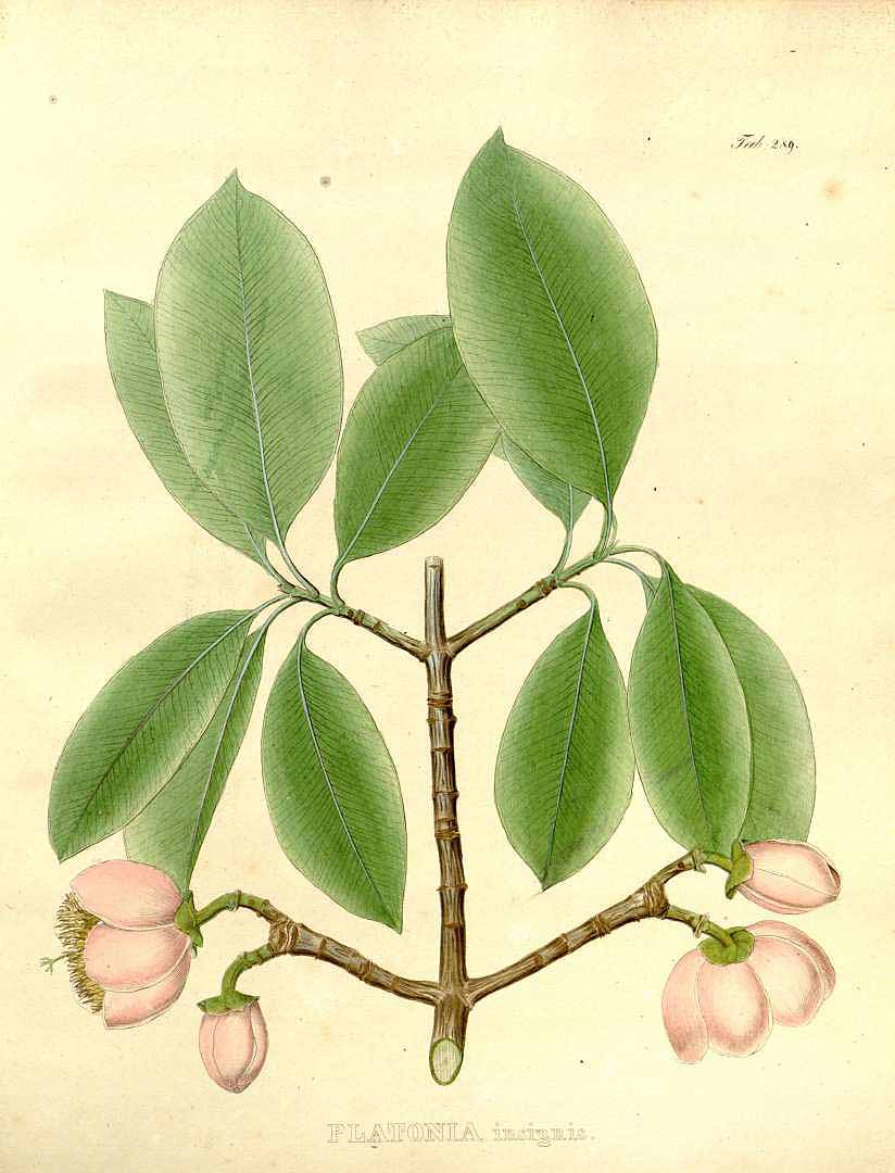 Illustration Platonia insignis, Par Martius, C.P.F. von, Nova genera et species plantarum Brasiliensium, Plates (1824-1832) Nov. Gen. Sp. Pl. Bras., Plates vol. 3 (1829) t. 289, via plantillustrations 