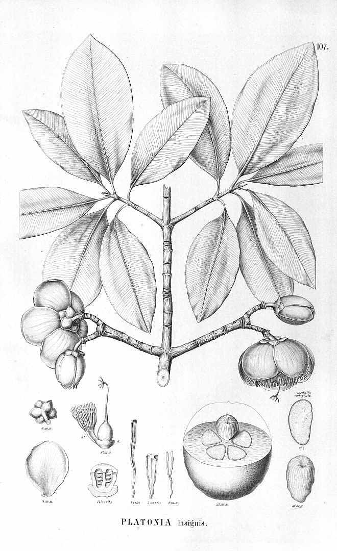 Illustration Platonia insignis, Par Martius, C.F.P. von, Eichler, A.G., Urban, I., Flora Brasiliensis (1840-1906) Fl. Bras. vol. 12(1): (1858-1879) [Malpighiaceae; Erythroxylaceae; Hypericaceae; Marcgraviaceae; Ternstroemiaceae; Rhizoboleae; Dichapetaleae; Guttiferae et Quiinaceae] t. 107, via plantillustrations 