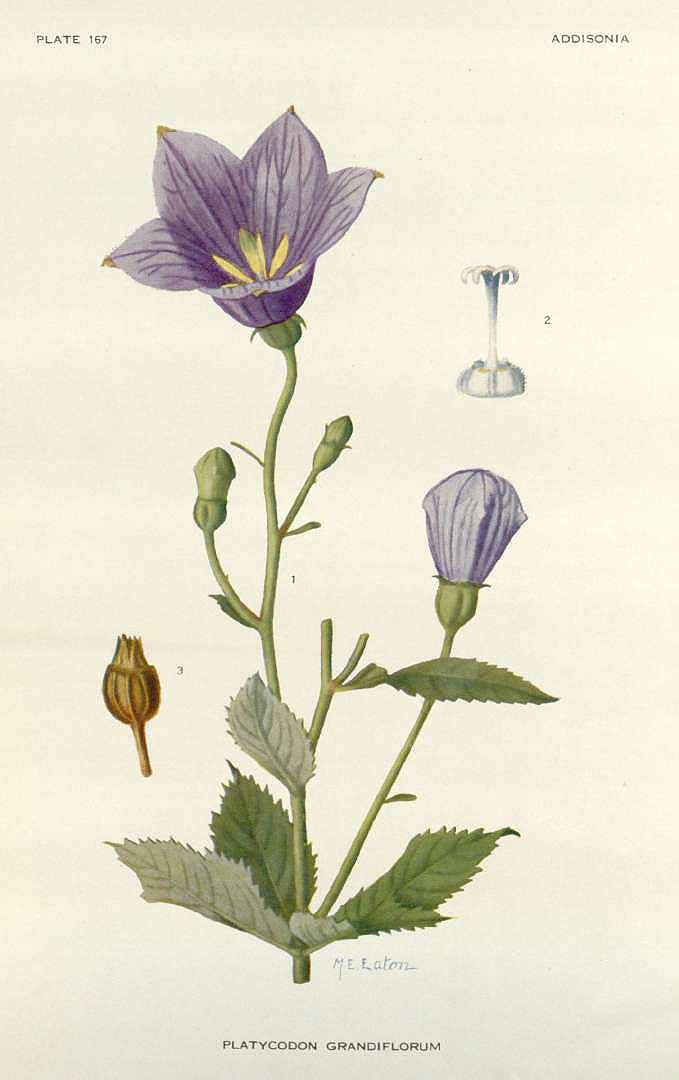 Illustration Platycodon grandiflorus, Par Addisonia (1916-1964) vol. 5 (1920) t. 167, via plantillustrations 