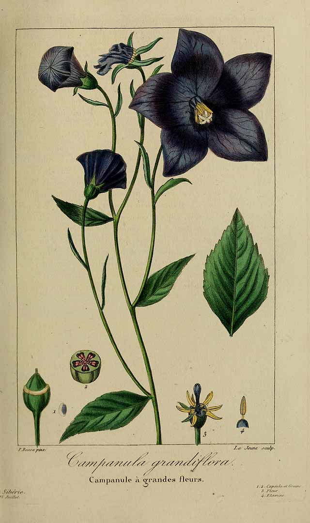Illustration Platycodon grandiflorus, Par Delaunay, M., Loiseleur-Deslongchamps, J.L.A., Herbier général de l?amateur (1814-1827) Herb. Gén. Amat. vol. 2 (1817) [tt. 73-142] t. 112, via plantillustrations 