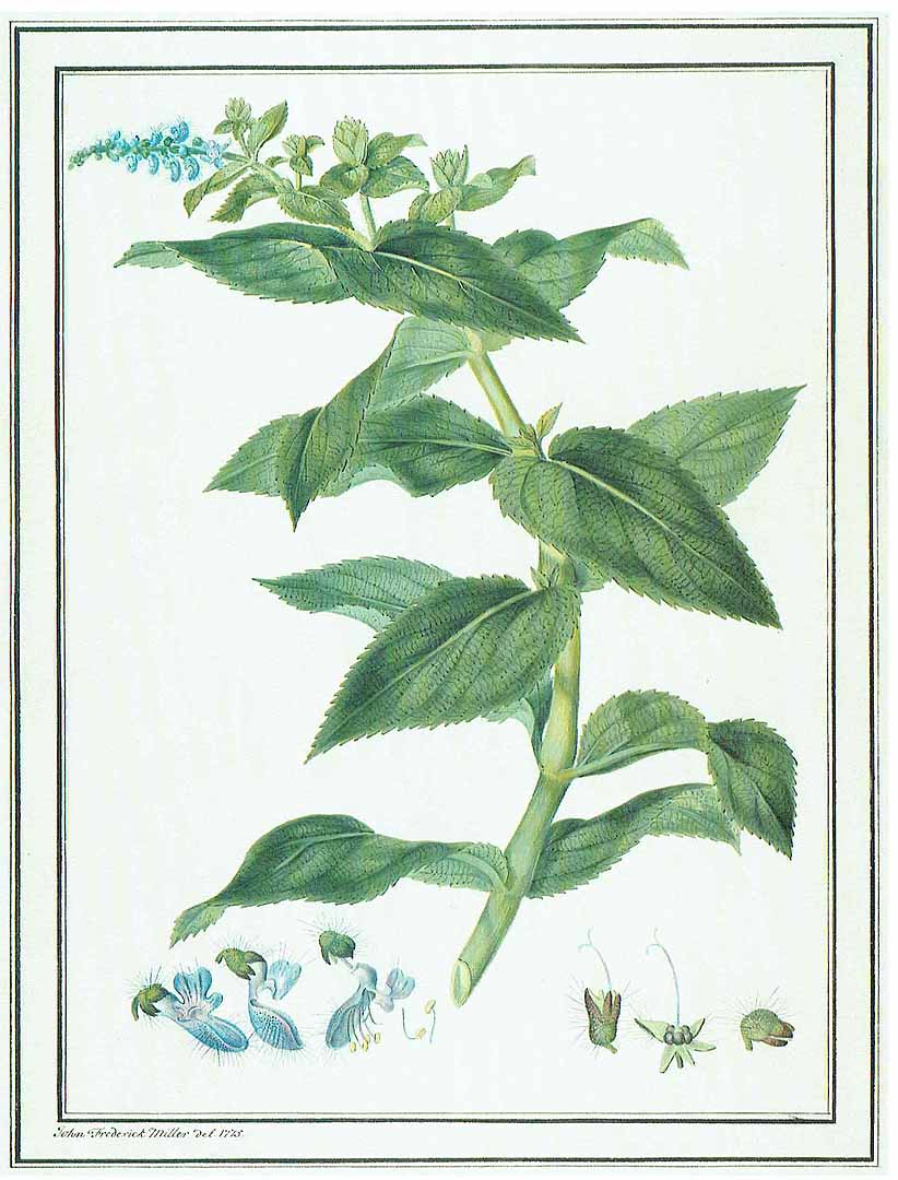 Illustration Plectranthus edulis, Par Balugani, L., Drawings of African plants, from the collection made by J. Bruce on his travels to discover the source of the Nile (1767-1773) (1765-1771)  (1765) t. 14, via plantillustrations 