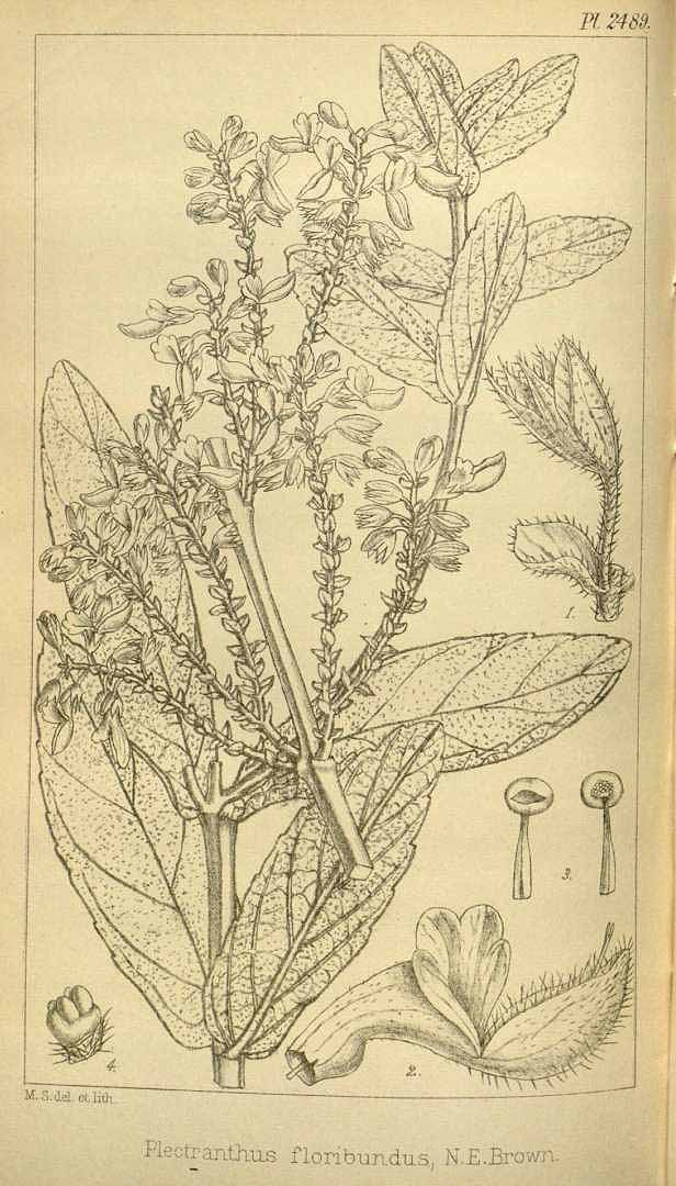 Illustration Plectranthus esculentus, Par Hooker, W.J., Hooker, J.D., Icones Plantarum [Hooker?s Icones plantarum] (1837-1922) Icon. Pl. vol. 25 (1896) [tt. 2401-2500] t. 2489, via plantillustrations 