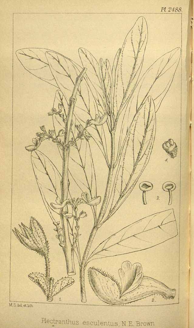 Illustration Plectranthus esculentus, Par Hooker, W.J., Hooker, J.D., Icones Plantarum [Hooker?s Icones plantarum] (1837-1922) Icon. Pl. vol. 25 (1896) [tt. 2401-2500] t. 2488, via plantillustrations 