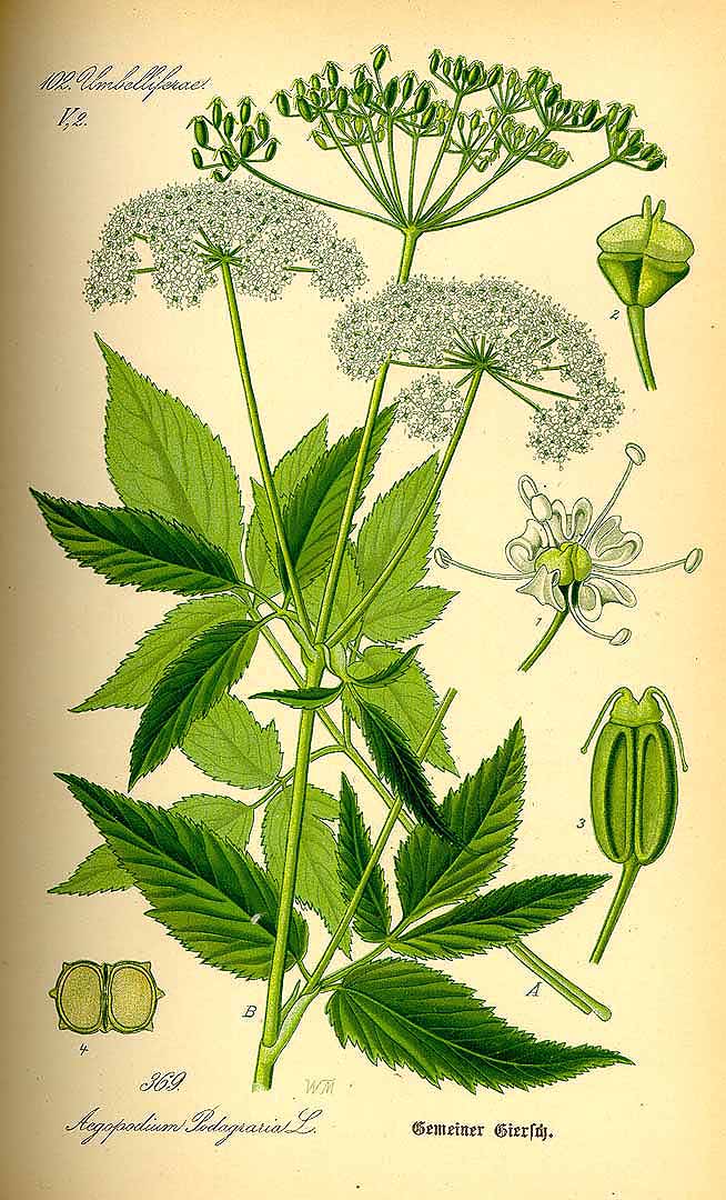 Illustration Aegopodium podagraria, Par Thom, O.W., Flora von Deutschland sterreich und der Schweiz (1886-1889) Fl. Deutschl. vol. 3 (1885), via plantillustrations 