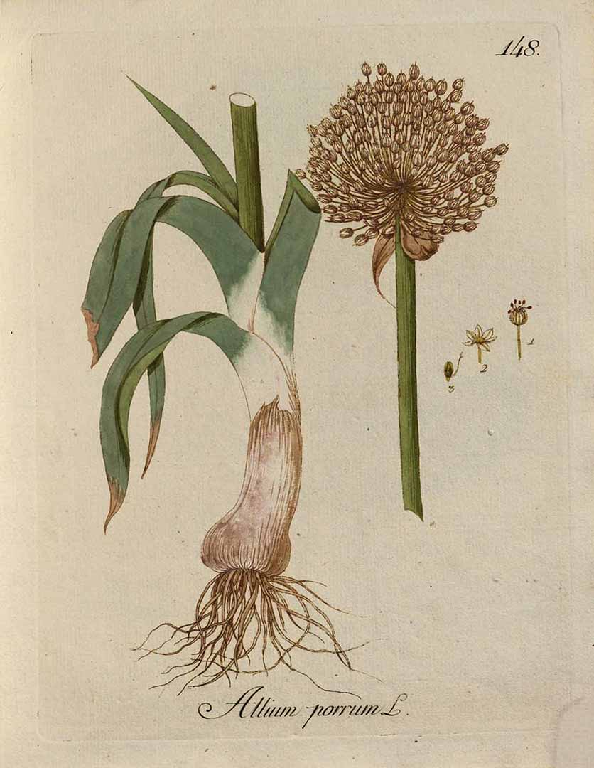 Illustration Allium porrum, Par Kerner, J.S., Abbildungen aller ökonomischen Pflanzen (1786-1798) Abbild. Oekon. Pfl., via plantillustrations 