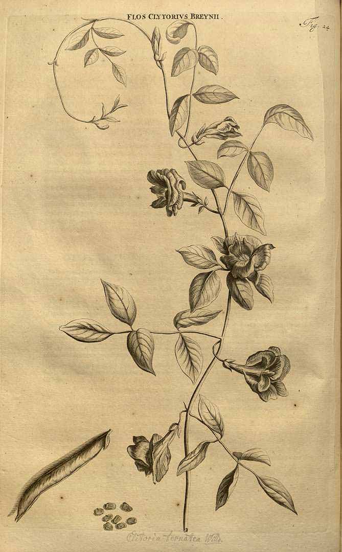 Illustration Clitoria ternatea, Par Commelin Johannes (Horti medici amstelodamensis rariorum tam Orientalis, vol. 1: t. 24 1697), via plantillustrations 