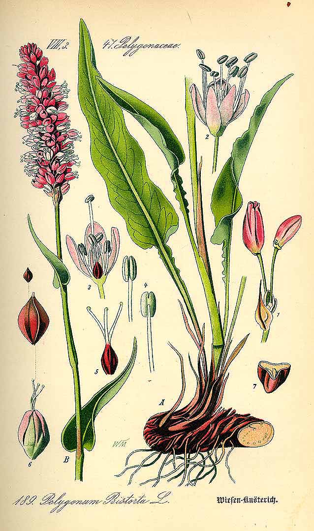 Illustration Polygonum bistorta, Par Thomé, O.W., Flora von Deutschland Österreich und der Schweiz (1886-1889) Fl. Deutschl. vol. 2 (1885) t. 189, via plantillustrations 