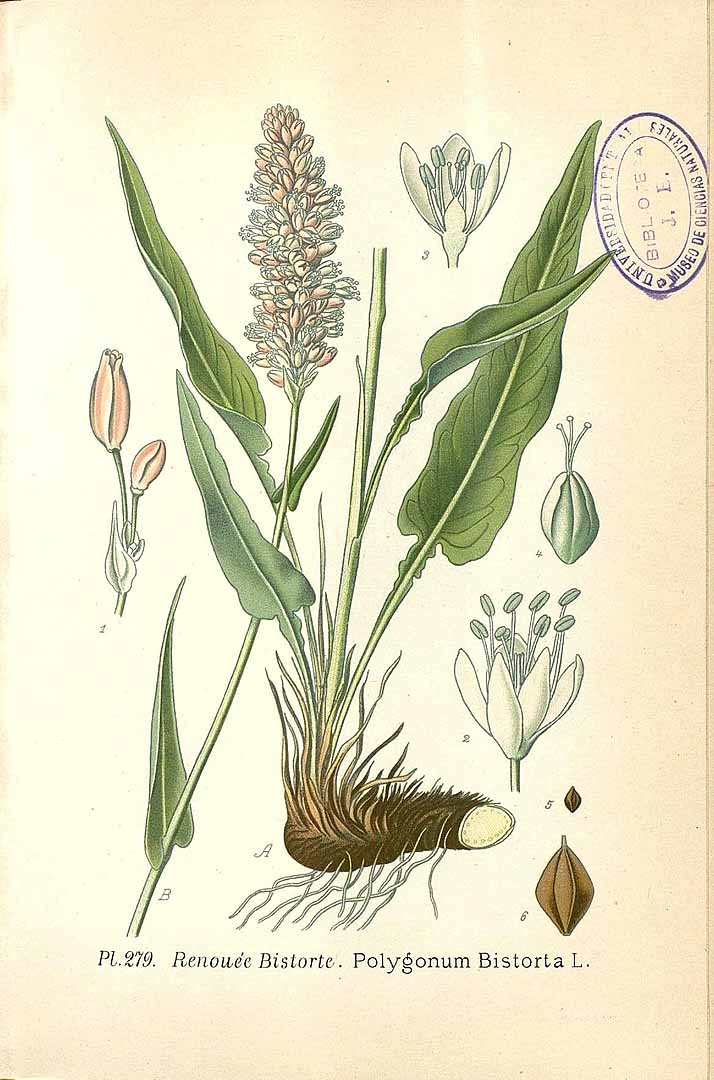 Illustration Polygonum bistorta, Par Masclef, A., Atlas des plantes de France (1890-1893) Atlas Pl. France vol. 3 (1893) t. 279, via plantillustrations 