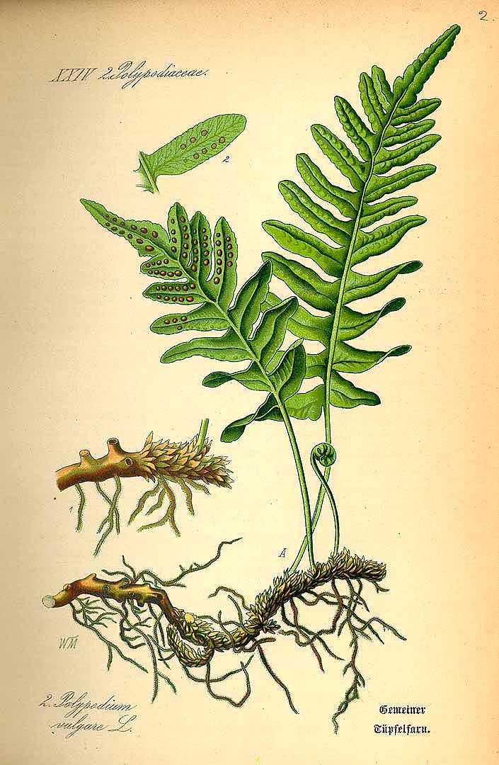 Illustration Polypodium vulgare, Par Thomé, O.W., Flora von Deutschland Österreich und der Schweiz (1886-1889) Fl. Deutschl. vol. 1 (1885) t. 2, via plantillustrations 