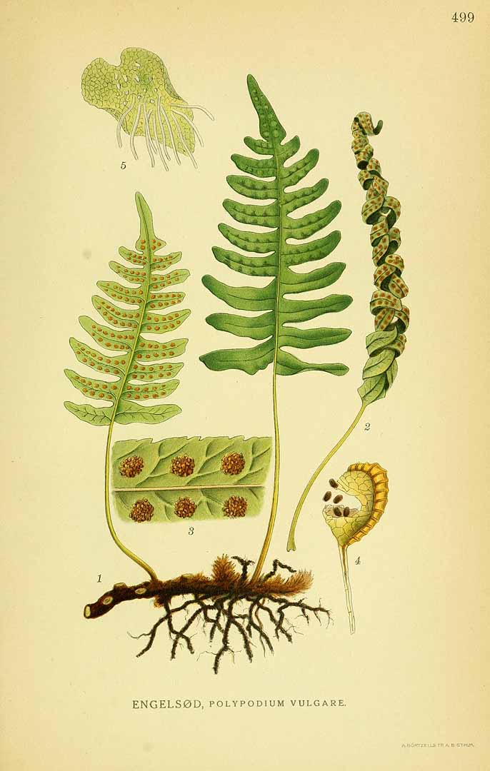 Illustration Polypodium vulgare, Par Lindman, C.A.M., Bilder ur Nordens Flora Bilder Nordens Fl. vol. 3 (1922) t. 499, via plantillustrations 