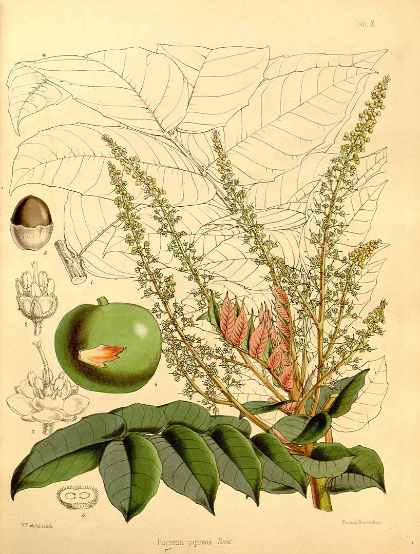 Illustration Pometia pinnata, Par Seemann, B.C., Flora Vitiensis (1865-1873) Fl. Vit. vol. 2 (1865) t. 10, via plantillustrations 