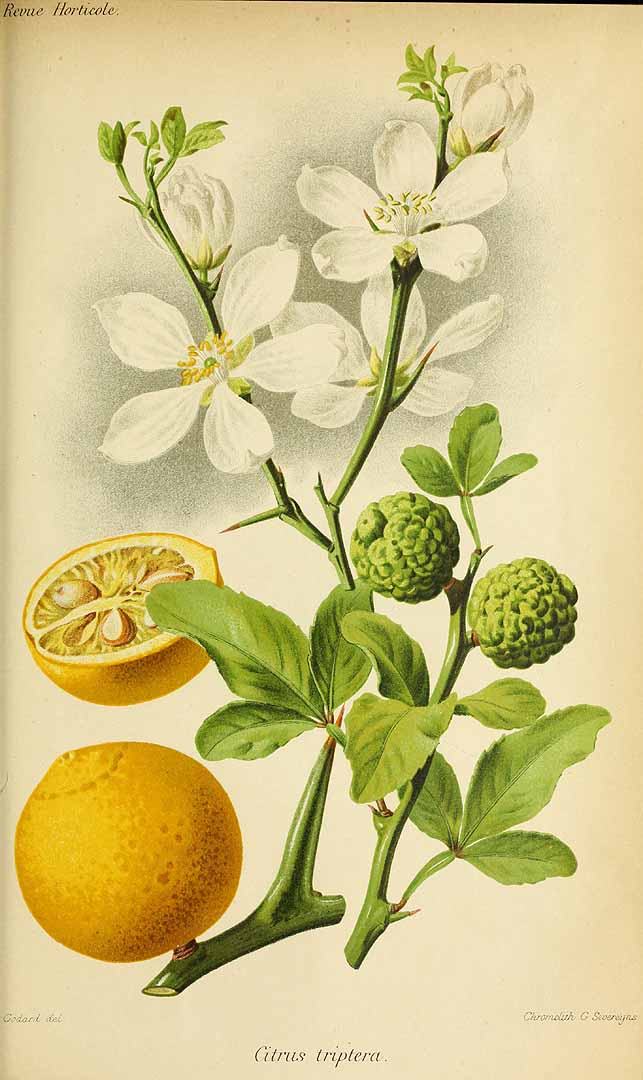 Illustration Poncirus trifoliata, Par Revue horticole, sér. 4 (1852-1974) Rev. Hort. (Paris), ser. 4 vol. 57 (1885), via plantillustrations 