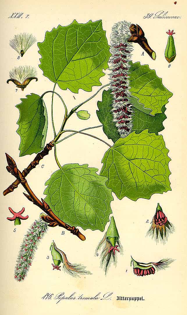 Illustration Populus tremula, Par Thomé, O.W., Flora von Deutschland Österreich und der Schweiz (1886-1889) Fl. Deutschl. vol. 2 (1885) t. 176, via plantillustrations 