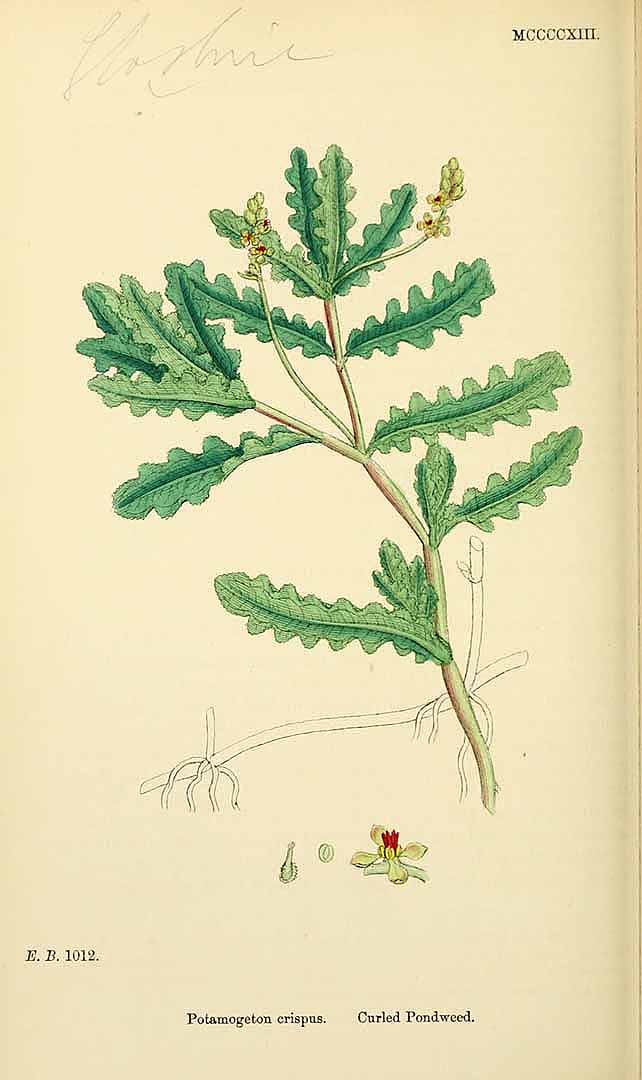 Illustration Potamogeton crispus, Par Smith, J.E., English botany, or coloured figures of British plants, ed. 3 [B] [J.E. Sowerby et al] (1863-1899) Engl. Bot., ed. 3 vol. 9 (1869) t. 1413, via plantillustrations 