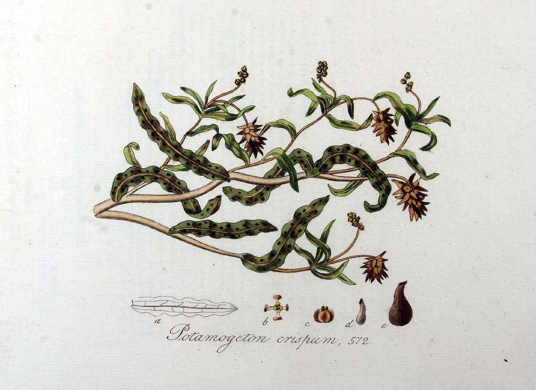 Illustration Potamogeton crispus, Par Kops, J., Flora Batava (1800-1934) Fl. Bat. vol. 8 (1844) t. 572, via plantillustrations 