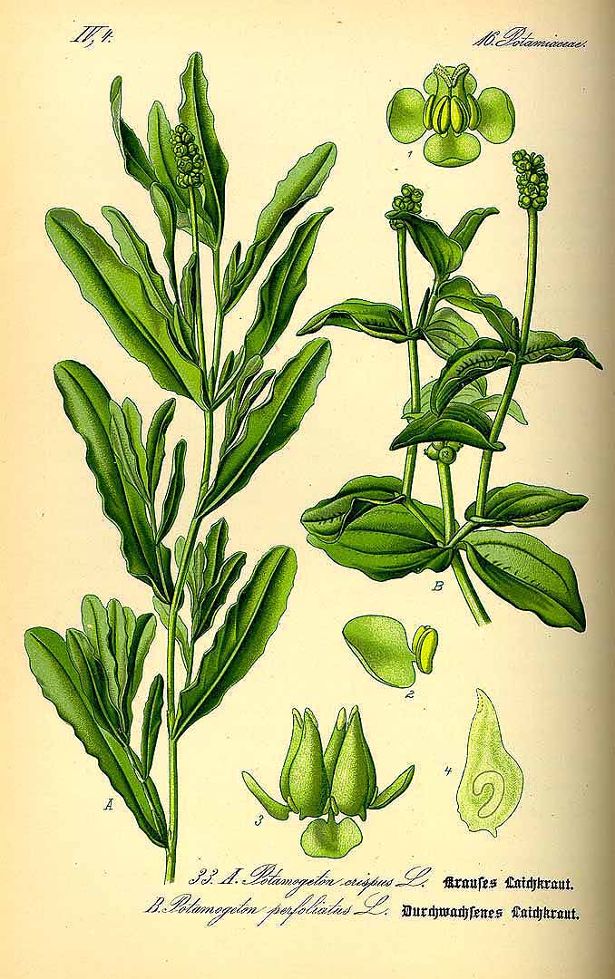 Illustration Potamogeton crispus, Par Thomé, O.W., Flora von Deutschland Österreich und der Schweiz (1886-1889) Fl. Deutschl. vol. 1 (1885) t. 33	f. A , via plantillustrations 