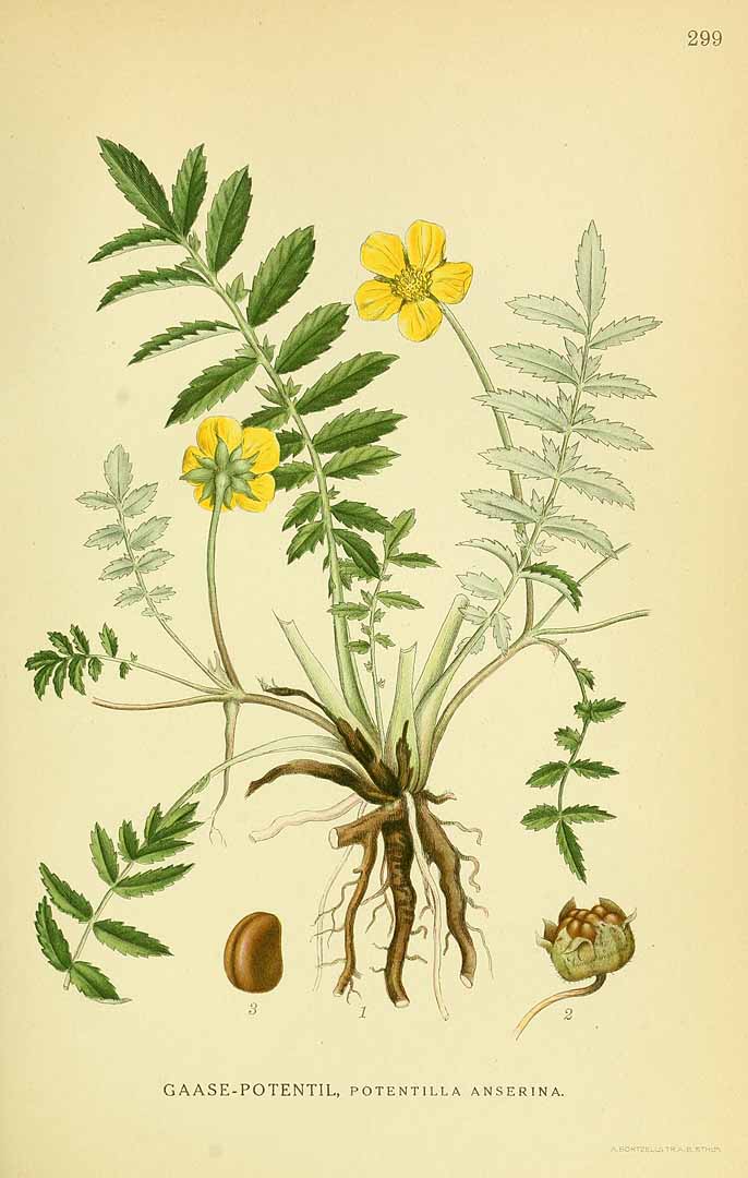 Illustration Potentilla anserina, Par Lindman, C.A.M., Bilder ur Nordens Flora Bilder Nordens Fl. vol. 2 (1922) t. 299, via plantillustrations 