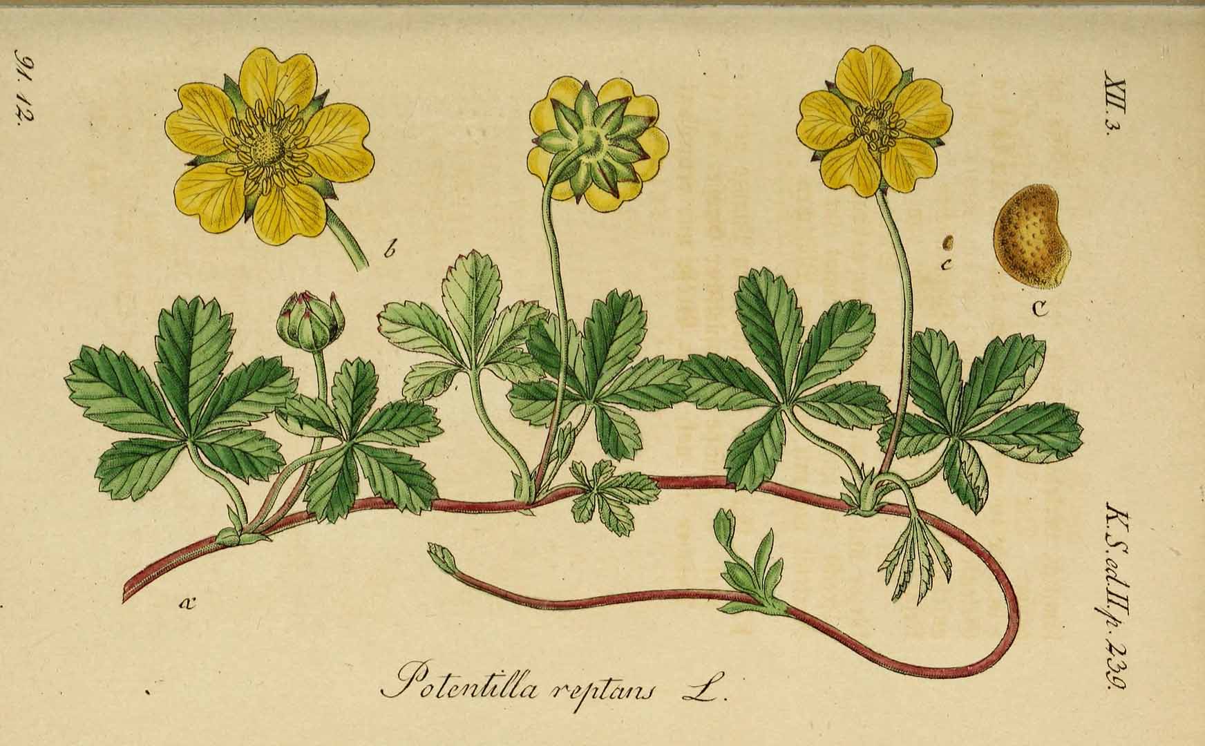 Illustration Potentilla reptans, Par Sturm, J., Sturm, J.W., Deutschlands flora (1798-1855) Deutschl. Fl. vol. 20 (1845) t. 36] , via plantillustrations 