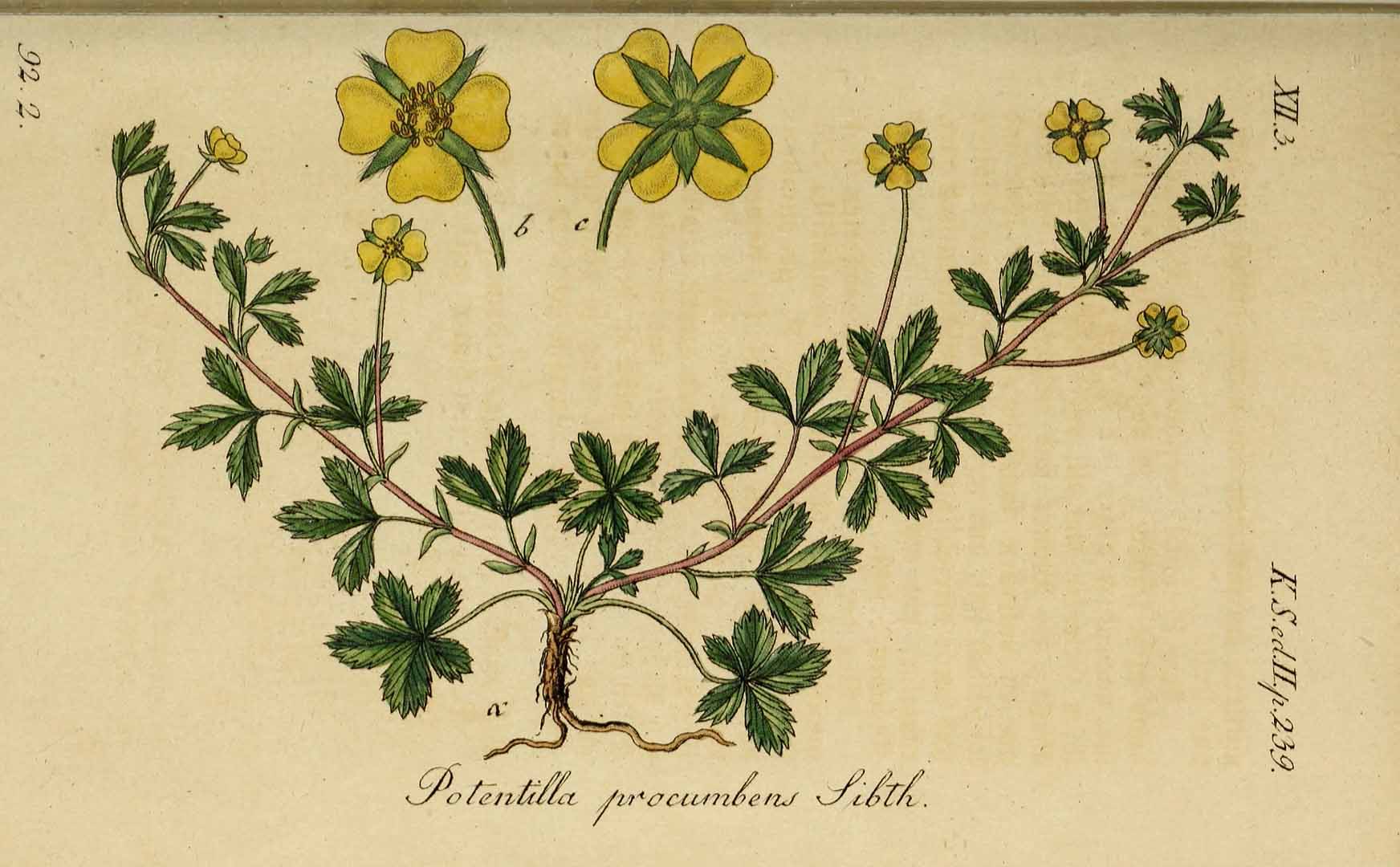 Illustration Potentilla reptans, Par Sturm, J., Sturm, J.W., Deutschlands flora (1798-1855) Deutschl. Fl. vol. 20 (1845) t. 38] , via plantillustrations 