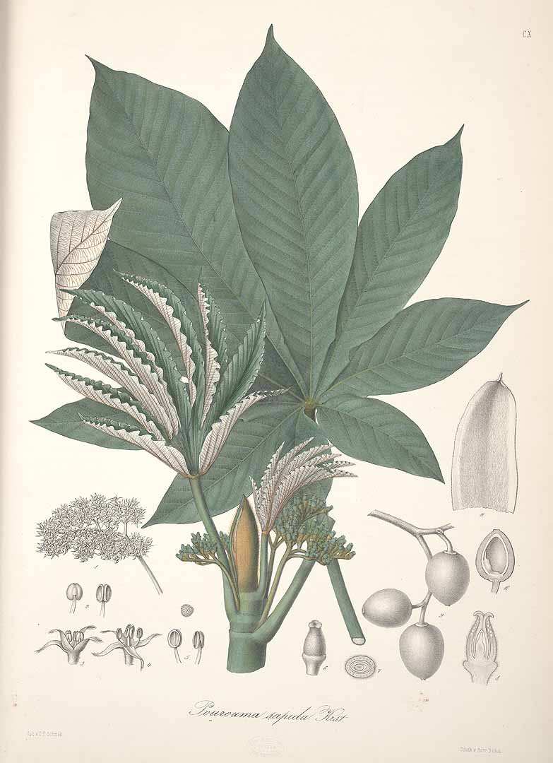 Illustration Pourouma cecropiifolia, Par Karsten, G.K.W.H., Florae Columbiae (1858-1869) Fl. Colomb. vol. 2 (1862) t. 110, via plantillustrations 