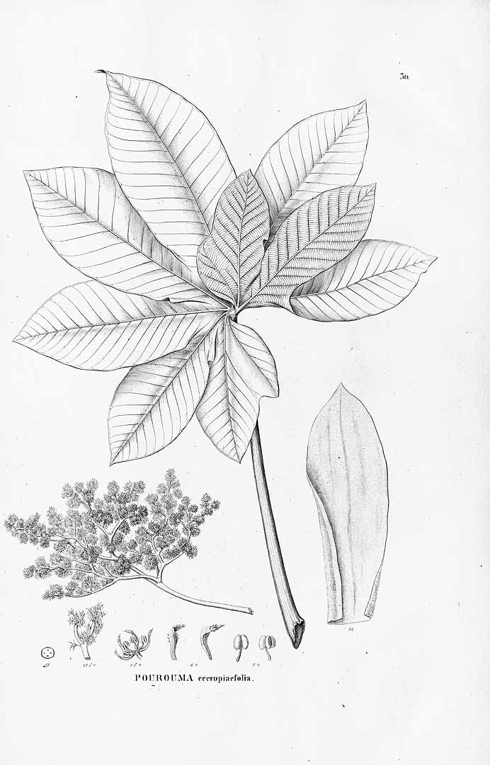 Illustration Pourouma cecropiifolia, Par Martius, C.F.P. von, Eichler, A.G., Urban, I., Flora Brasiliensis (1840-1906) Fl. Bras. vol. 4(1): (1852-1863) [Salicineae; Podostemaceae, Monimiaceae, Antidesmeae, Gnetaceae; Lacistemaceae; Begoniaceae; Cycadeae, Coniferae] t. 36, via plantillustrations 