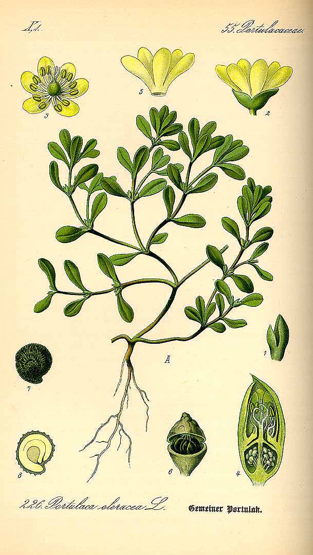 Illustration Portulaca oleracea, Par Thomé, O.W., Flora von Deutschland Österreich und der Schweiz (1886-1889) Fl. Deutschl. vol. 2 (1885), via plantillustrations 