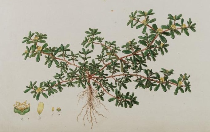 Illustration Portulaca oleracea, Par Sibthrop, J., Smith, J.E., Flora Graeca (drawings) (1845-1847) Fl. Graec. (drawings) vol. 5 , via plantillustrations 