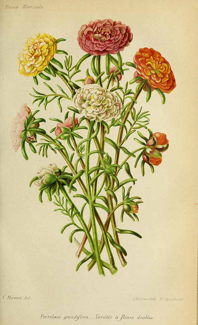 Illustration Portulaca grandiflora, Par Revue horticole, sér. 4 (1852-1974) Rev. Hort. (Paris), ser. 4 vol. 49 (1877), via plantillustrations 