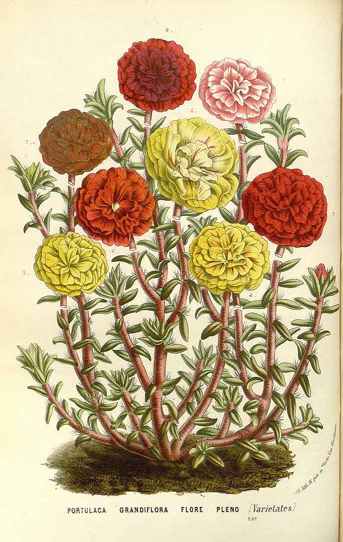 Illustration Portulaca grandiflora, Par Van Houtte, L.B., Flore des serres et des jardin de l?Europe (1845-1880) Fl. Serres vol. 15 (1862), via plantillustrations 