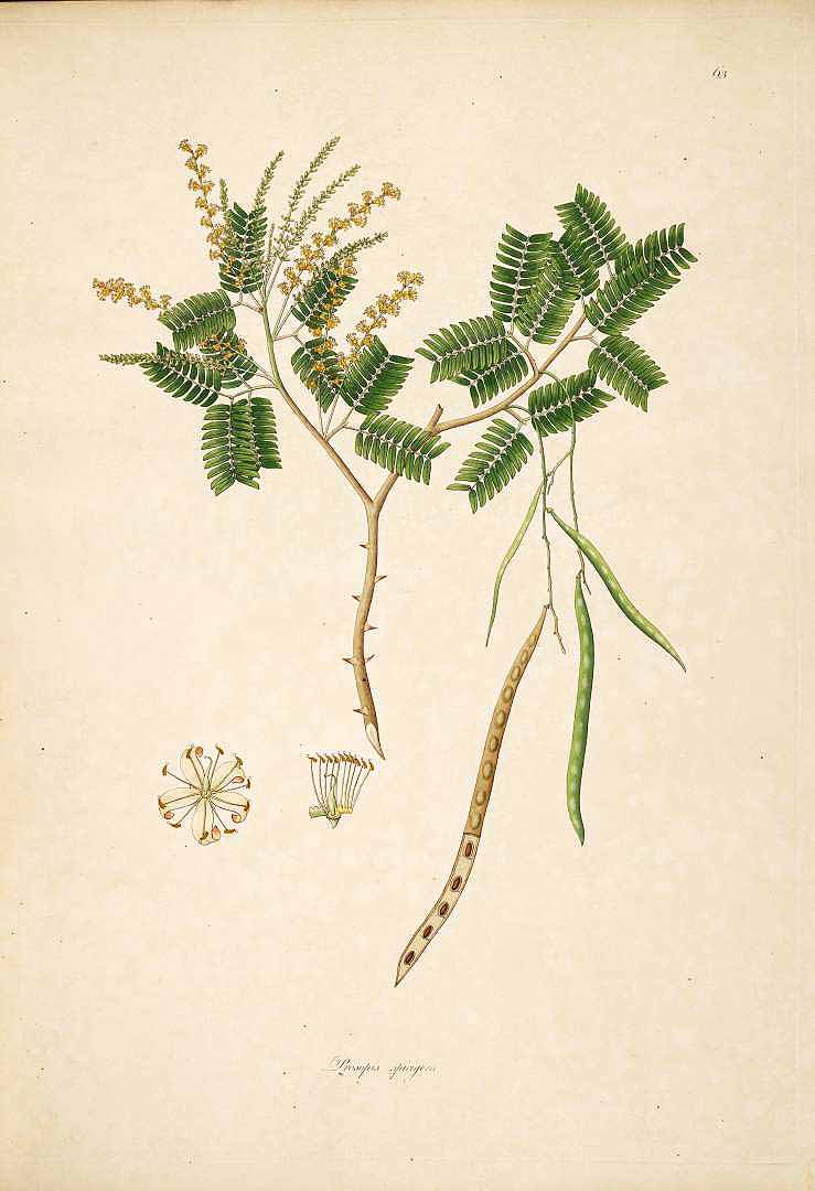Illustration Prosopis cineraria, Par Roxburgh, W., Plants of the coast of Coromandel (1795-1819) Pl. Coromandel vol. 1 (1795) t. 63, via plantillustrations 