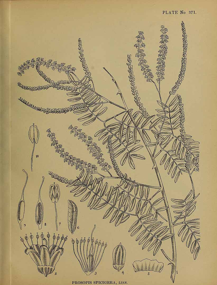 Illustration Prosopis cineraria, Par Kirtikar, K.R., Basu, B.D., Indian medicinal plants, Plates (1918) Ind. Med. Pl., Plates vol. 2 (1918) t. 371, via plantillustrations 