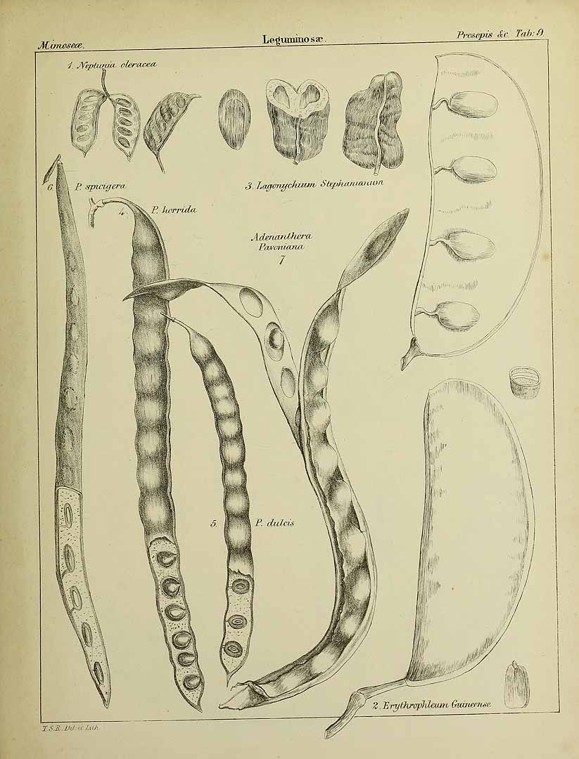 Illustration Prosopis cineraria, Par Ralph, T.S., Icones carpologicae (1849) Icon. Carpolog. (1849) t. 9	p. 7 f. 6 , via plantillustrations 