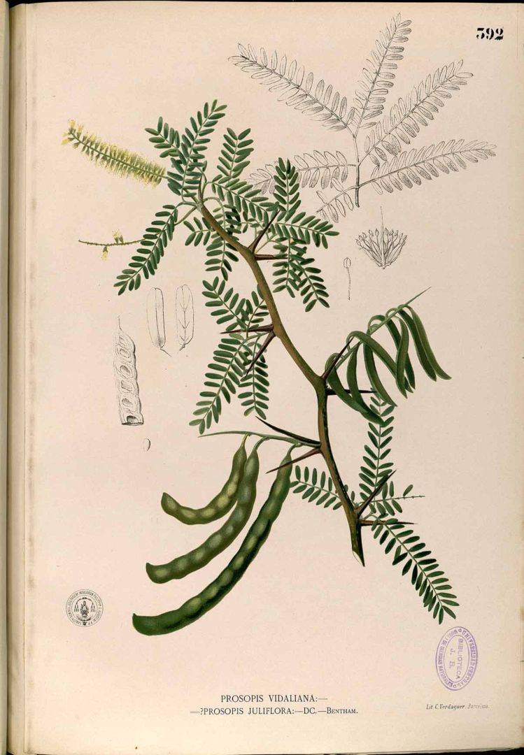 Illustration Prosopis juliflora, Par Blanco, M., Flora de Filipinas, ed. 3 (1877-1883) Fl. Filip., ed. 3 t. 392, via plantillustrations 