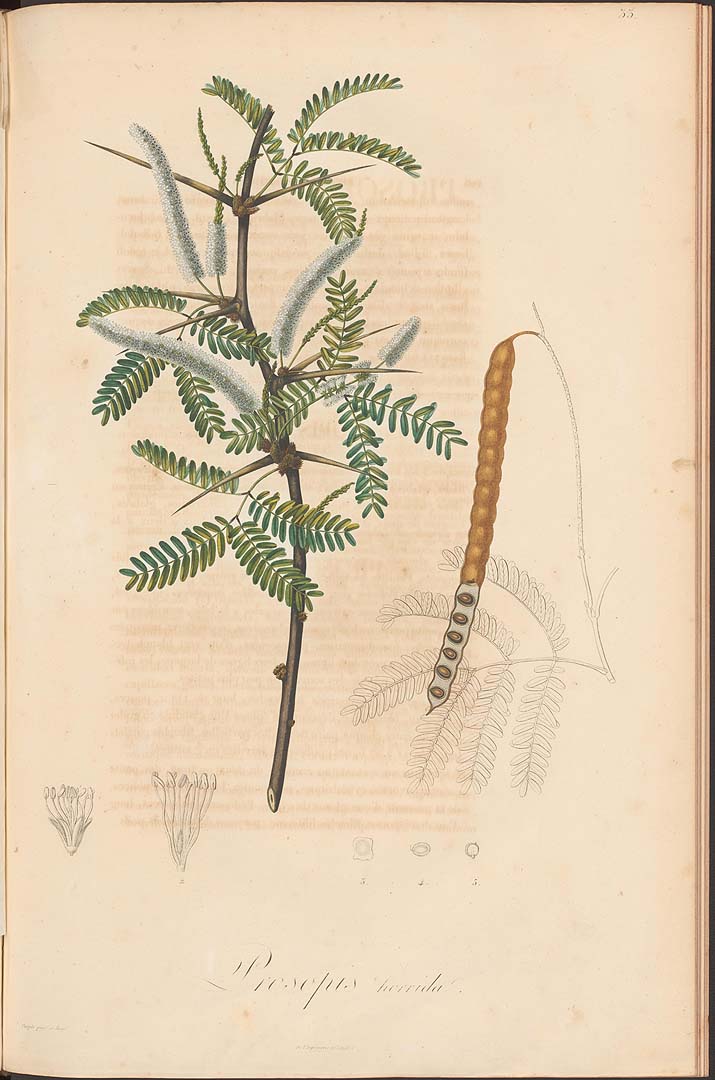 Illustration Prosopis juliflora, Par Kunth, K.S., Mimoses et autre plantes légumineuses du nouveau continent (1819-1824) Mimoses [tt. 1-60] t. 33, via plantillustrations 