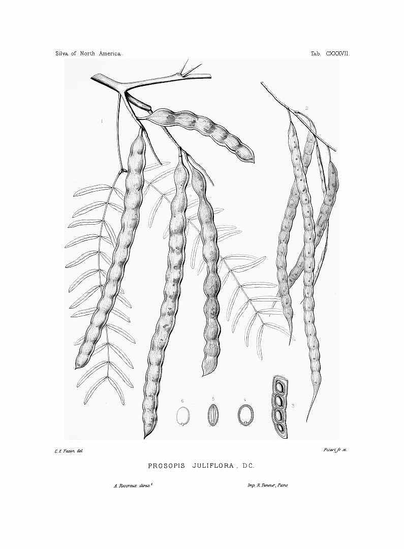 Illustration Prosopis juliflora, Par Sargent, C.S., Silva of North America (1891-1902) Silva vol. 3 (1892) t. 137, via plantillustrations 