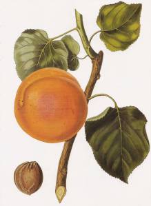 Illustration Prunus armeniaca, Par Bernard M. (domaine public), via Wikimedia Commons 