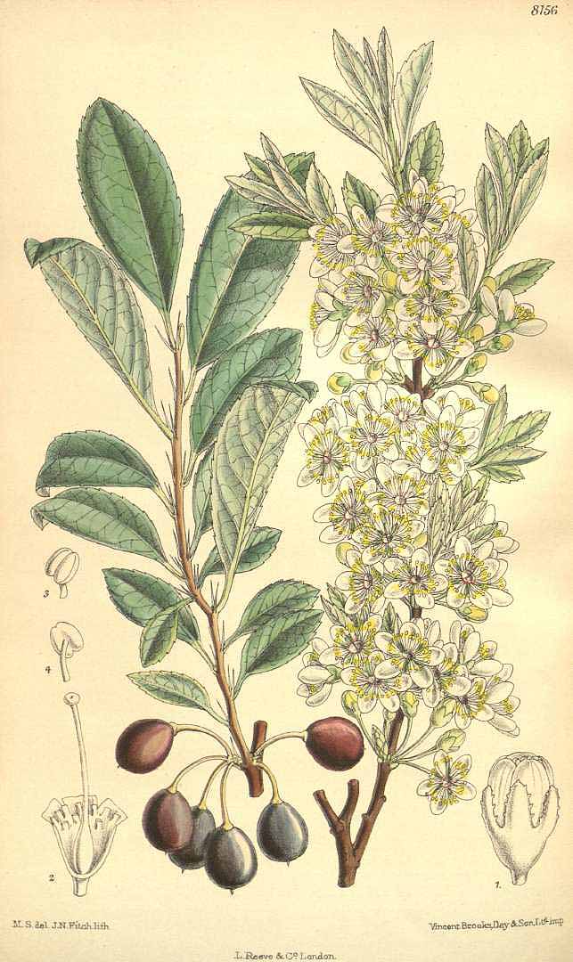 Illustration Prunus besseyi, Par Curtis, W., Botanical Magazine (1800-1948) Bot. Mag. vol. 133 (1907) [tt. 8112-8171] t. 8156, via plantillustrations 