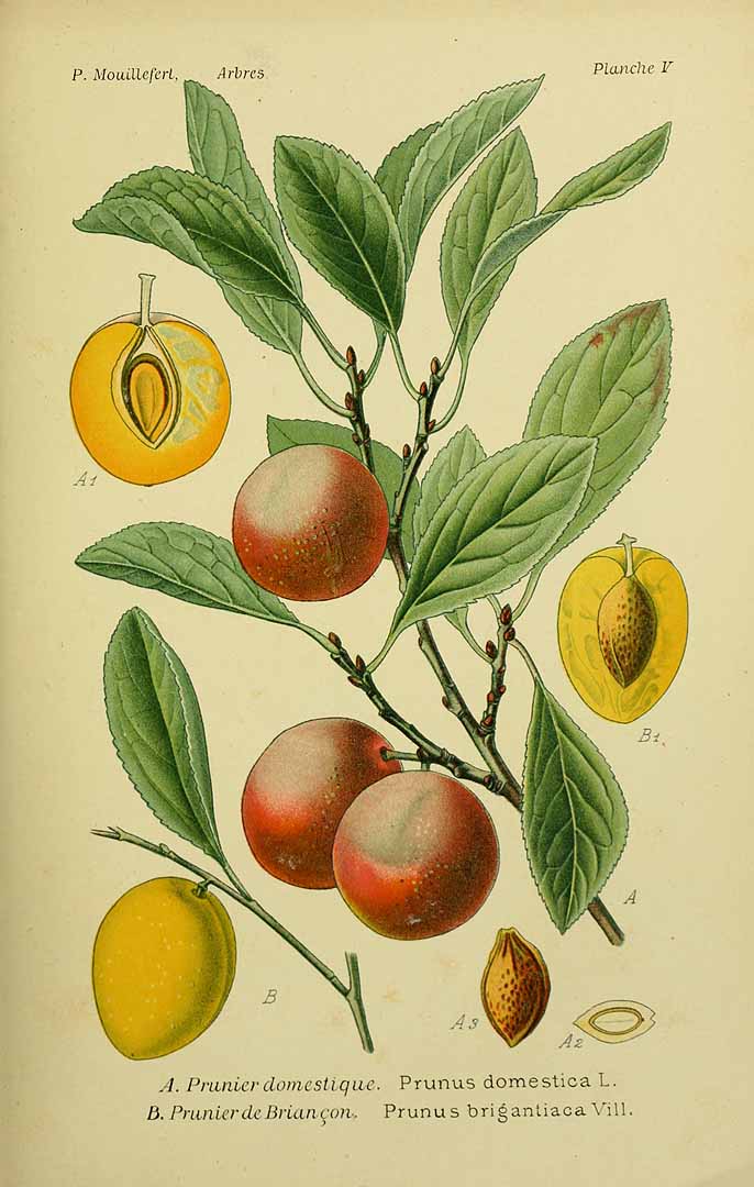 Illustration Prunus brigantina, Par Mouillefert, P., Traité des arbres et arbrissaux, Atlas (1892-1898)  (1892) t. 5	f. B , via plantillustrations 