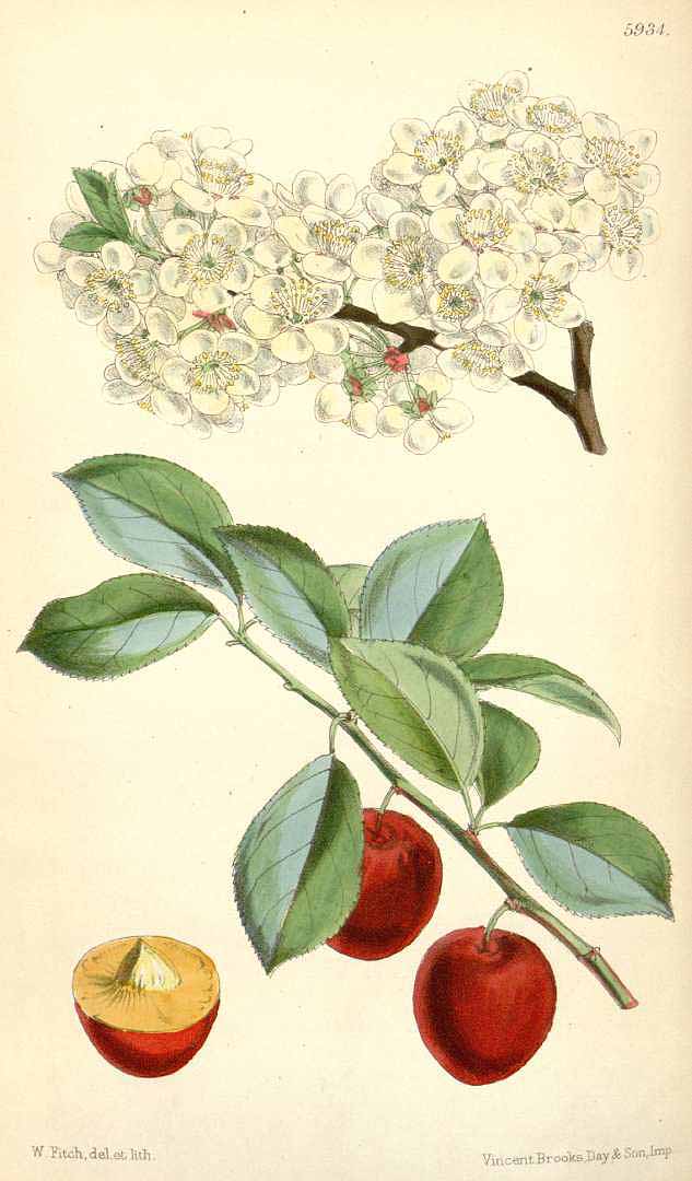 Illustration Prunus cerasifera, Par Curtis, W., Botanical Magazine (1800-1948) Bot. Mag. vol. 97 (1871) [tt. 5878-5942] t. 5934, via plantillustrations 