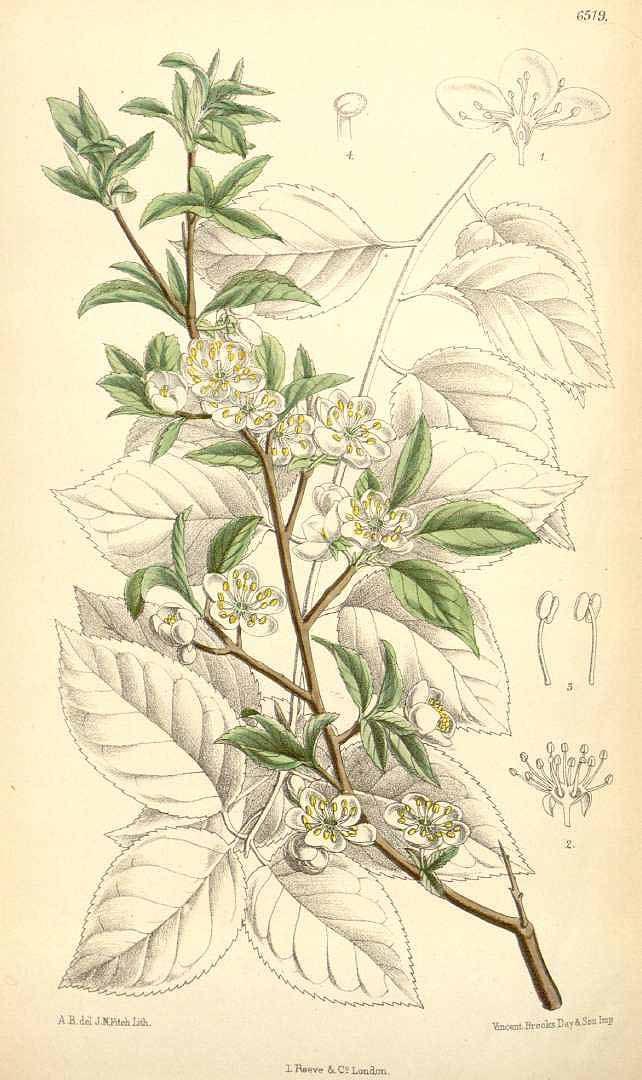 Illustration Prunus cerasifera, Par Curtis, W., Botanical Magazine (1800-1948) Bot. Mag. vol. 106 (1880) [tt. 6469-6533] t. 6519, via plantillustrations 