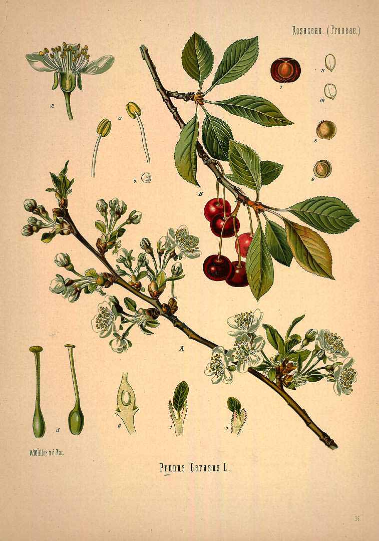 Illustration Prunus cerasus, Par Ko&#776;hler, F.E., Ko&#776;hler?s Medizinal Pflanzen (1883-1914) Med.-Pfl. vol. 1 (1887) t. 36, via plantillustrations 