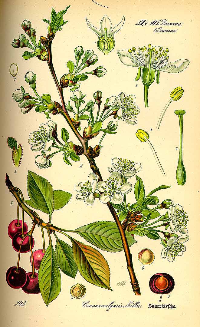 Illustration Prunus cerasus, Par Thomé, O.W., Flora von Deutschland Österreich und der Schweiz (1886-1889) Fl. Deutschl. vol. 3 (1885) t. 395, via plantillustrations 