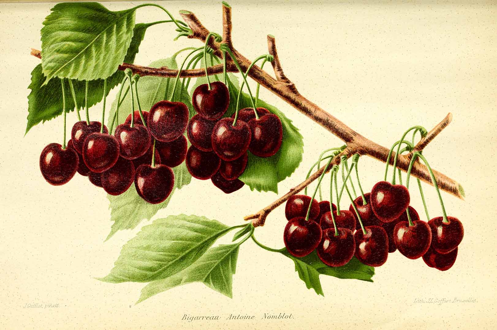 Illustration Prunus cerasus, Par Revue horticole, sér. 4 (1852-1974) Rev. Hort. (Paris), ser. 4 vol. 84 (1912), via plantillustrations 
