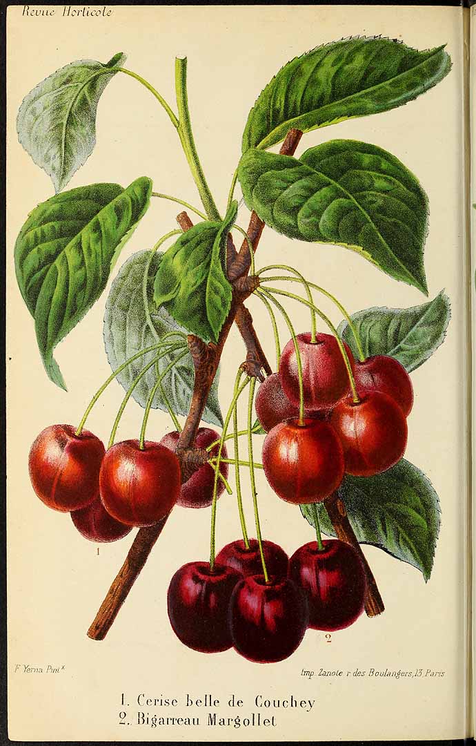 Illustration Prunus cerasus, Par Revue horticole, sér. 4 (1852-1974) Rev. Hort. (Paris), ser. 4 vol. 38 (1865) [37e 38 ANNÉE - 1866] , via plantillustrations 