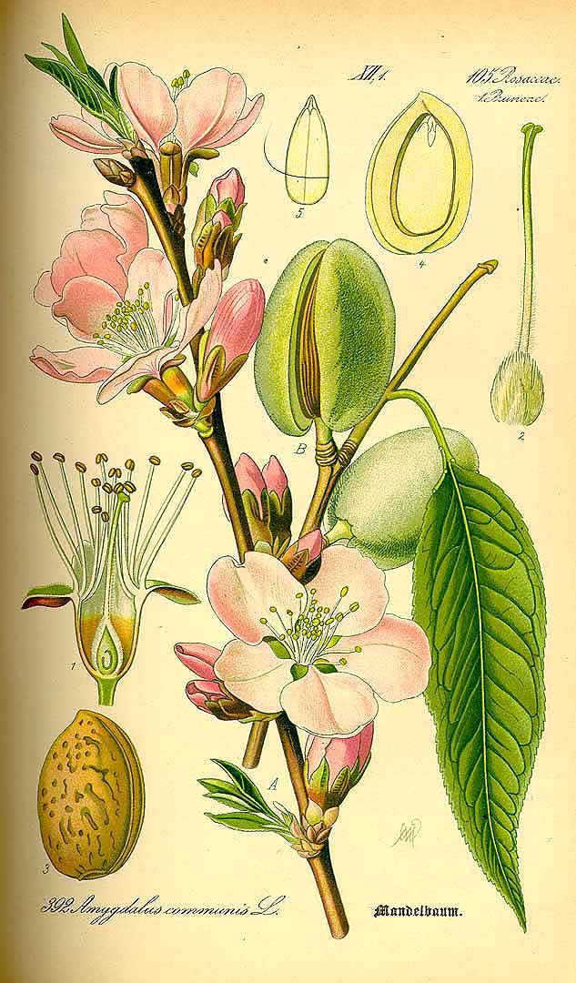 Illustration Prunus dulcis, Par Thomé, O.W., Flora von Deutschland Österreich und der Schweiz (1886-1889) Fl. Deutschl. vol. 3 (1885) t. 392, via plantillustrations 