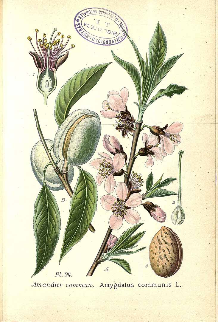 Illustration Prunus dulcis, Par Masclef, A., Atlas des plantes de France (1890-1893) Atlas Pl. France vol. 2 t. 94, via plantillustrations 